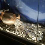 IMG-20160726-WA0010