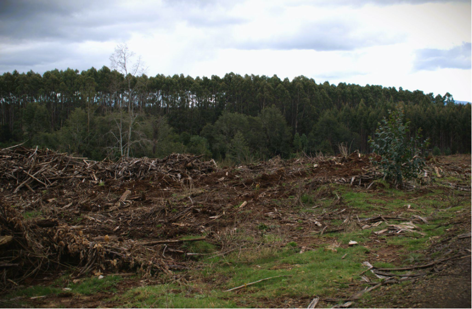 Forestales y pesticidas en territorios Mapuche de Osorno y San Juan de la Costa: ¿Por qué son una amenaza a la vida y territorios?