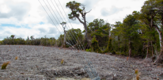 Suministro de agua para población de Chiloé está en riesgo por generadores eólicos que intervienen ecosistemas de turberas