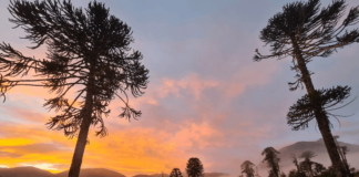 500 mil hectáreas de bosque nativo ha perdido la zona Centro-Sur del país en las últimas dos décadas