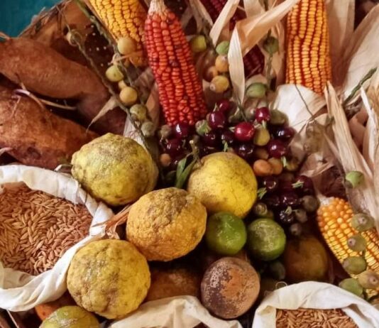 Comunidades mapuche y campesinas esperan respuesta de la Corte de Santiago por recurso contra el SAG sobre semillas tradicionales