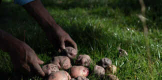 Cinco motivos que hacen de la papa un alimento fundamental