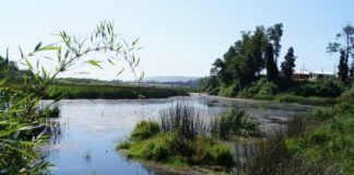 Corte Suprema ordena reparación de daño ambiental en humedal Teja Sur