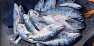 Escape de salmones en Calbuco reabre conflicto entre comunidades Mapuche y la industria salmonera