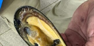 Comunidades mapuche williche impulsan restauración del molusco choro en el estuario del Huellelhue