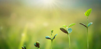 Descubren cómo las plantas deciden entre crecer o resistir la sequía