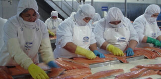 Sindicatos del salmón, con participación clave de mujeres, impulsan estándares internacionales, exigen fiscalización y rompen con multisindicales ligadas a las patronales.