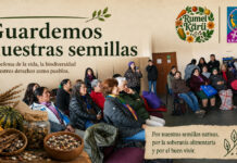 Organizaciones mapuche y campesinas llaman a defender las semillas ante iniciativa del SAG